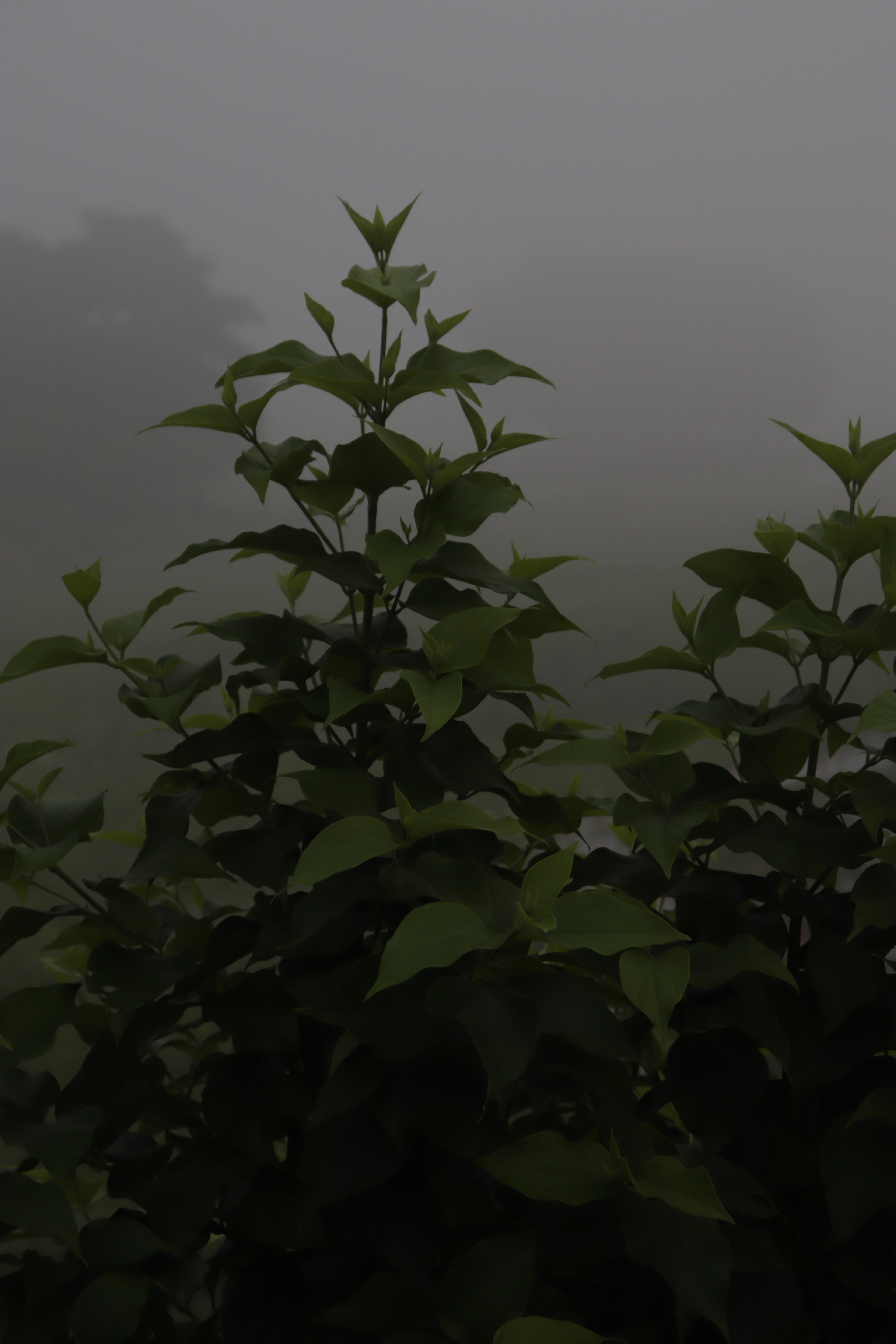 Leaves in fog