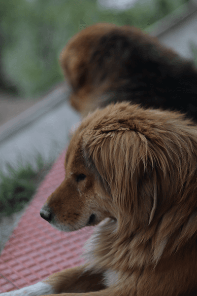 Dog